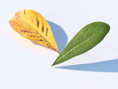 Yellow Leaf With Brown Spots And Green Fresh Leaf With Visible Veins 3d model