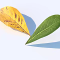 Yellow Leaf With Brown Spots And Green Fresh Leaf With Visible Veins