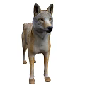 Realistic Brown And White Wolf Model Standing In Natural Lifelike Pose