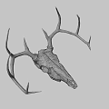 Detailed Deer Skull with Intricate Antlers and Natural Bone Texture