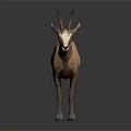 Realistic Brown Fur Goat With Curved Horns Standing On Dark Background