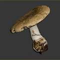 Fresh Wild Mushroom with Brown Spotted Cap White Stem and Soil Base