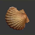 Beautiful Natural Orange Yellow Striped Scallop Shell As Decorative Household Item For Home Decor