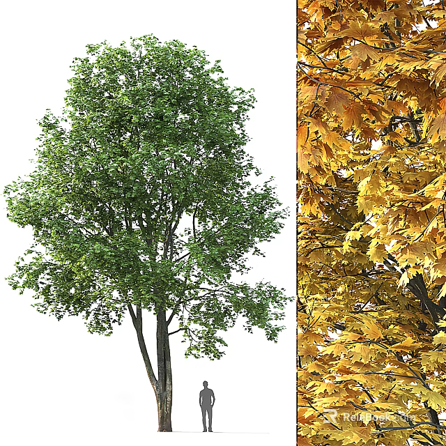 Vibrant Deciduous Arbor With Lush Green Summer And Golden Autumn Foliage 3d model 