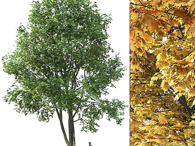 Vibrant Deciduous Arbor With Lush Green Summer And Golden Autumn Foliage 3d model