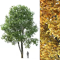 Vibrant Deciduous Arbor With Lush Green Summer And Golden Autumn Foliage