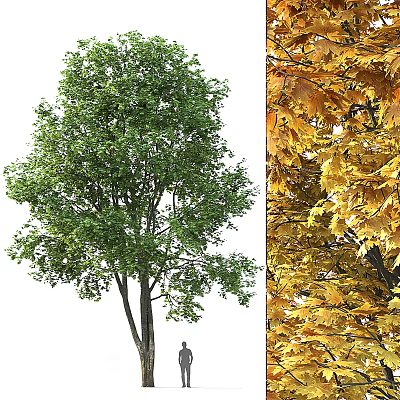 Vibrant Deciduous Arbor With Lush Green Summer And Golden Autumn Foliage 3d model