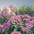 Vibrant Garden Shrubs With Purple Blue Flowers And Lush Green Leaves