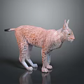 Realistic Spotted Lynx With Pointed Ears Standing On Reflective Gray Surface 3d model