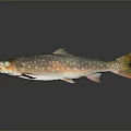 Detailed Aquatic Trout Fish With Spotted Silver Orange Yellow Scales And Reflection On Gray Background