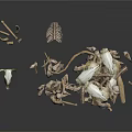 Animal Bones And Antlers Collection Displayed On Dark Background Surface
