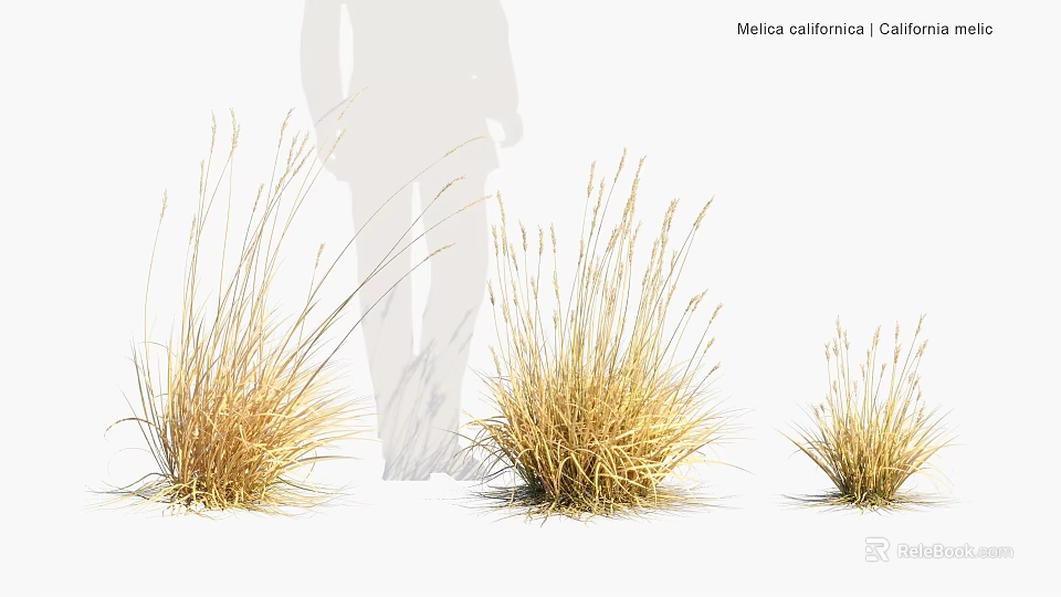 Moraea Californica Golden Ornamental Grass in Different Sizes for Garden Landscaping 3d model 