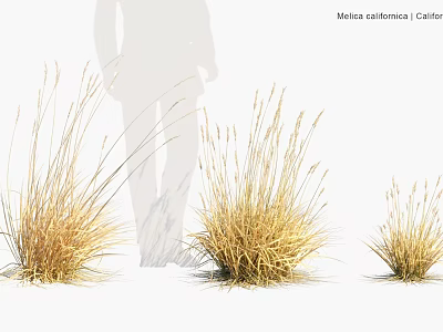 Moraea Californica Golden Ornamental Grass in Different Sizes for Garden Landscaping 3d model