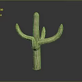 Green Branched Cactus Plant with Textured Stem and Natural Shape