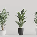 Indoor Decorative Potted Plants With Various Types And Black White Pots