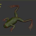 Detailed Green Frog 3D Character Model With Lifelike Texture And Webbed Limbs