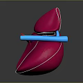 Abdominal Organ 3D Model Anatomical Structure With Pink Green Blue Components
