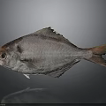Silver Gray Fish With Red Eyes And Black Fins On Gray Background