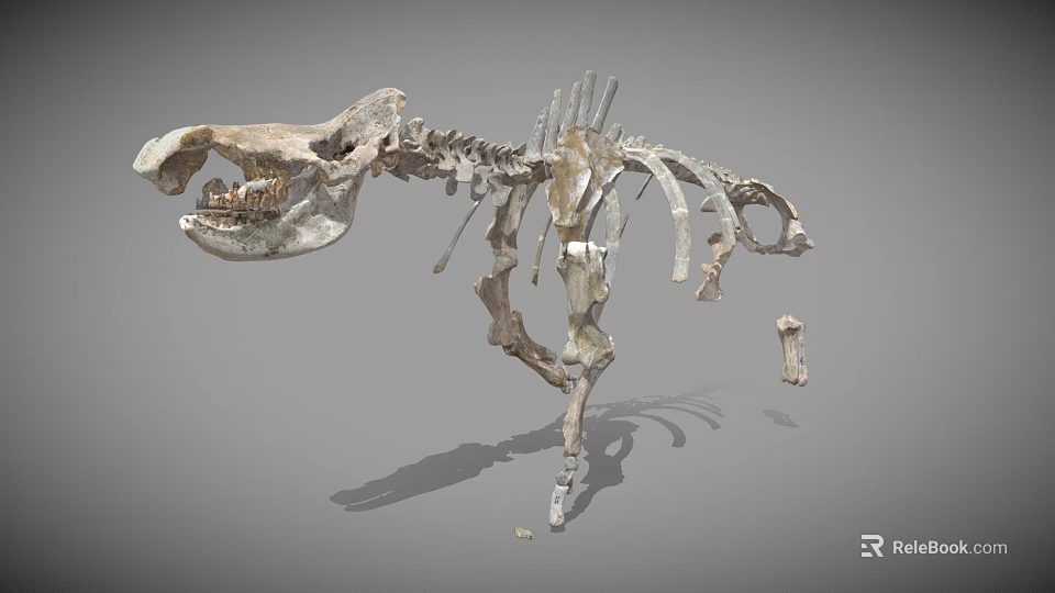 Detailed Dinosaur Skeleton Anatomical Display With Vertebrae Ribs And Limbs 3d model 