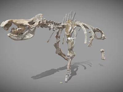 Detailed Dinosaur Skeleton Anatomical Display With Vertebrae Ribs And Limbs 3d model