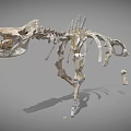 Detailed Dinosaur Skeleton Anatomical Display With Vertebrae Ribs And Limbs
