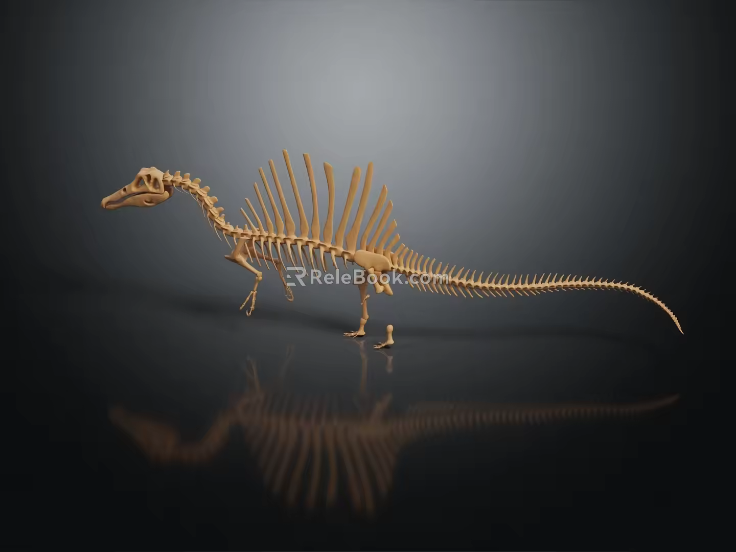 Modern Dinosaur Fossil Skeleton Animal Skeleton 3d model