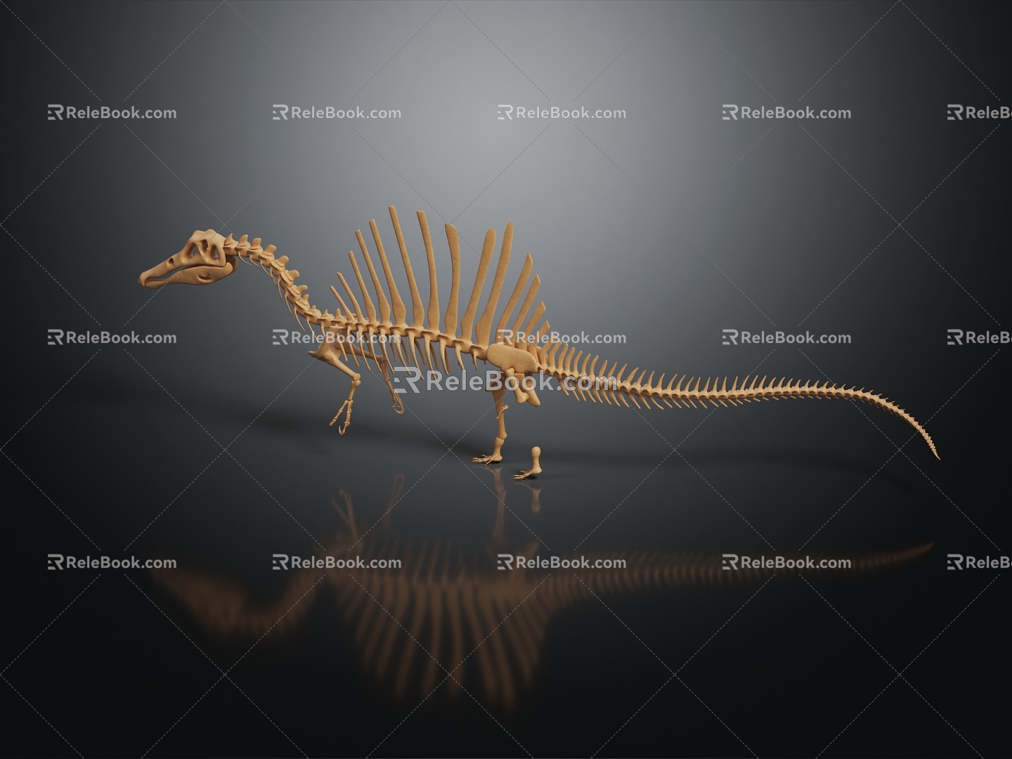 Modern Dinosaur Fossil Skeleton Animal Skeleton Skeleton 3d model