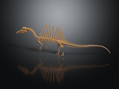 Modern Dinosaur Fossil Skeleton Animal Skeleton 3d model