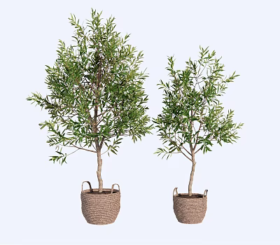 Green Potted Olive Bonsai Trees in Woven Baskets for Home Decor 3d model
