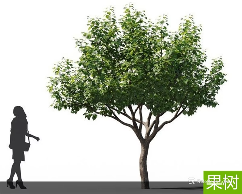 Lush Green Fruit Tree in Natural Outdoor Setting With Walking Woman Silhouette 3d model 