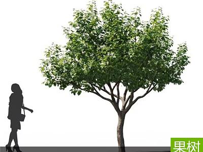 Lush Green Fruit Tree in Natural Outdoor Setting With Walking Woman Silhouette 3d model
