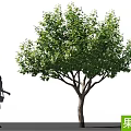 Lush Green Fruit Tree in Natural Outdoor Setting With Walking Woman Silhouette