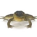 Frog 3d model