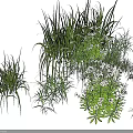 Varied Plant Combination Featuring Grasses White Flowers And Lush Green Foliage