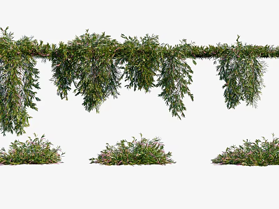 Long Green Hanging Vines With Lush Foliage And Multiple Clustered Bottom Growths 3d model