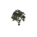 Tranquil Garden Landscape Featuring Large Tree With White Trunk Lush Green Foliage And Person Nearby