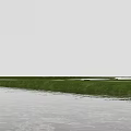 Lush Shrubs Thriving In Wetland Area With Water And Green Vegetation