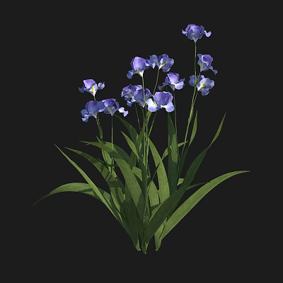 Vibrant Purple Iris Flowers With Long Green Leaves In Natural Growth State 3d model