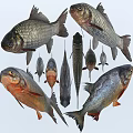 Different Aquatic Fish Species With Silver Scales And Red Fins Features