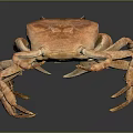 Orange Brown Crab Whole Body With Legs And Claws On Dark Reflective Surface