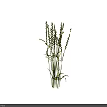 Fresh Green Ornamental Grass With Long Stems And Thin Leaves