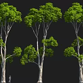 Tall Arbor with Green Foliage and Different Trunk Structures Featuring Human Figure for Scale 3d model