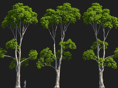 Tall Arbor with Green Foliage and Different Trunk Structures Featuring Human Figure for Scale 3d model