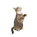 Brown and white cat standing on hind legs raising front paws looking up gray background