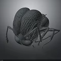 3D Rendered Beetle Insect Model Featuring Detailed Textured Surface Legs And Antennae