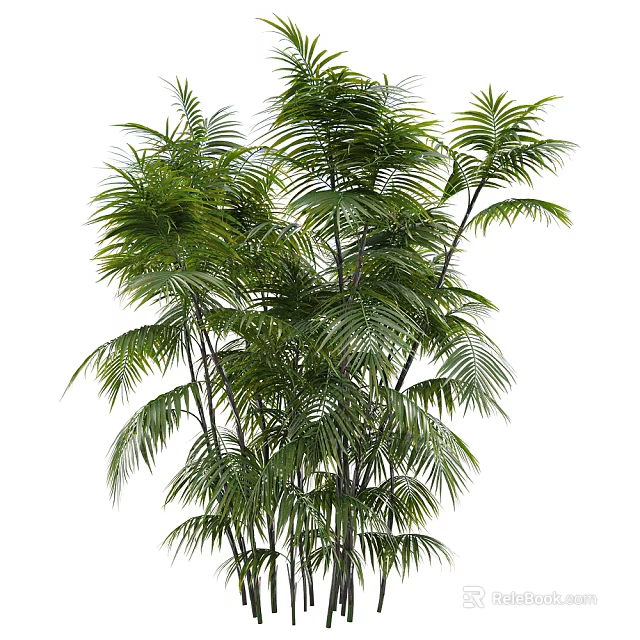 Lush Green Palm Plant with Long Slender Trunks and Vibrant Foliage against White Background 3d model 