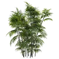 Lush Green Palm Plant with Long Slender Trunks and Vibrant Foliage against White Background