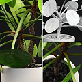 Bonsai Potted Plants With Round Green Leaves In White Ceramic Pots