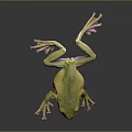Green Tree Frog With Pink Toes On Black Background Showing Reflection 3d model