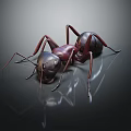 Detailed Dark And Red Ant Standing On Shiny Surface With Reflection